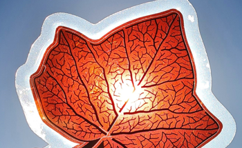 Why do Organic Solar Cells Degrade Quickly?