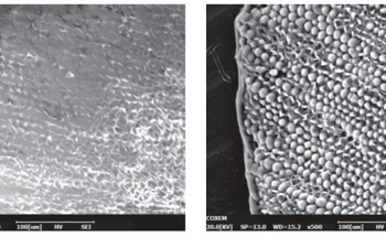 Coxem’s Coolstage simplifies imaging of biological materials