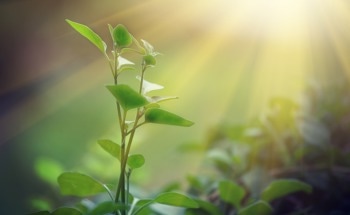 Atomic Links Between Photosynthesis and '5th Matter State'