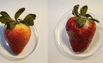 CBD Based-Antimicrobial Coating to Extend Shelf Life
