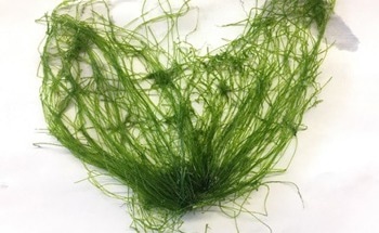 GERMI Develop Biodegradable Paper Supercapacitor from Seaweed