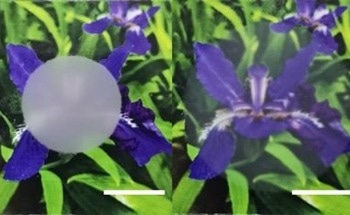New Soft Film Regulates Transparency Across a Large Range of Wavelengths