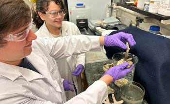 Developing Underwater Adhesives From Sustainable Materials