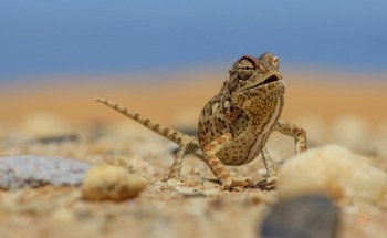 Sustainable Chameleon-Inspired Temperature Adaptive Coating