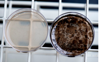 MELSP Looks For Melanin Variants For Use In Space