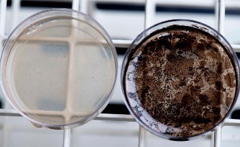 Unleashing the Power of Melanin in Space for Next-Gen Biomaterials