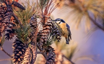 Researchers Produce Feather-Inspired Materials with Novel EMPS Method
