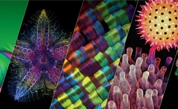 EVIDENT Launches Fifth Annual Image of the Year Contest with New Video Category