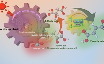 Introducing an Efficient Method for Making Fumaric Acid
