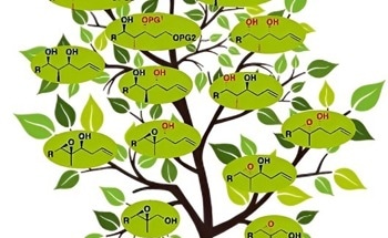 Eight Potential Variants of Polypropionate Building Blocks from One Starting Material