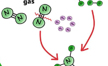A Greener Way of Producing Ammonia