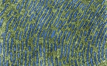 Harnessing the Synergy of Transition Metal Carbides and Dichalcogenides for Advanced Applications
