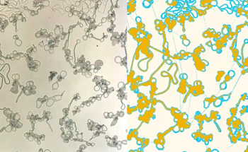 Liquid Crystal Condensates Exhibit Active Matter Behavior