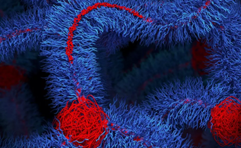 Novel Polymer Network Challenges Conventional Wisdom