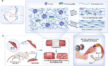 Biocompatible Muscle Mimic Promotes Muscle Regeneration