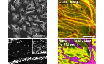 High-Tunable Biotemplating for Advanced Materials