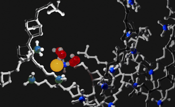 Breakthrough Study Challenges Long-Held Assumptions About Ion Transport