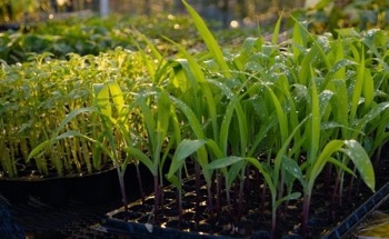 Braskem Siam and Mitr Phol Bio Fuel Sign Letter of Intent for Ethanol Supply for Upcoming Bio-Ethylene Plant in Thailand