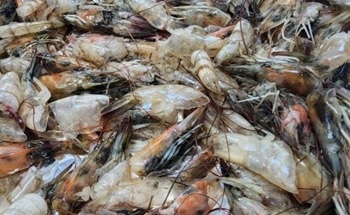 Shrimp Waste for Carbon Conversion