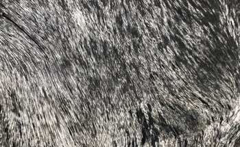 How Industrial Lignin Waste Could Be Used to Clean Contaminated Water