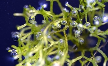Microbubbles Behind Algae CO2 Conversion Breakthrough