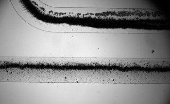 Bioinspired Microcilia Achieved with Low-Volt Ionic Hydrogel Actuation
