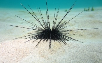 Sea Urchins Inspire New Blueprint for Flow-Powered Materials