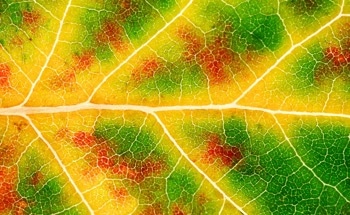 Leaftronics: Using Leaf Veins to Build Lower Waste Electronics