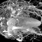 Potential Uses of Preclinical MRI