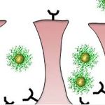 Cancer Vaccine Strategy Using SNAs
