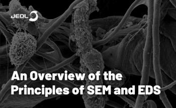 An Overview of the Principles of SEM and EDS