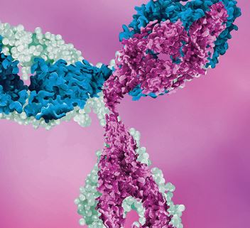 Enlightening the Fcab-antigen interaction via X-ray crystallography & solution studies