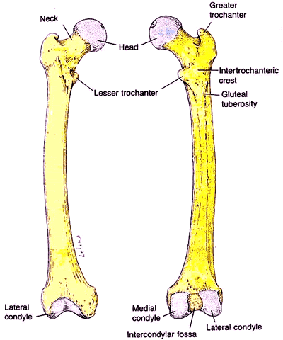 AZoJoMo – AZoM Journal of Materials Online - Sketch showing details of the anatomy of the femur.