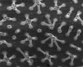 AZoM - metals, ceramics, polymers and composites : Gecko tape
