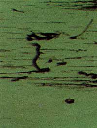 Ferrogram from compressor used oil sample