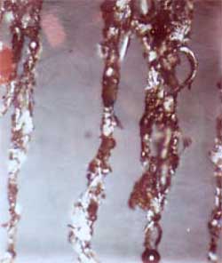 Ferrogram showing cutting wear and weld beads