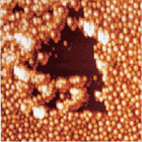 TappingMode image in water obtained after Figure 2. Damage to the adsorbed layer from the contact mode scan is seen where particles have been pushed into clusters, exposing bare areas of the mica substrate. 7μm scan.