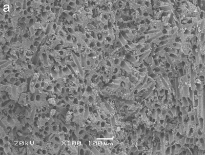 AZoJoMo – AZoM Journal of Materials Online : SEM micrograph of porous Si3N4 ceramics in which the pores were formed by Organic whisker. The content of the pore-forming agent was 60 vol%.