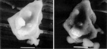 AZoM - Metals, Ceramics, Polymer and Composites : Environmental Scanning Electron Microscopy - ESEM, Tricalcium silicate, hydrated and dehydrated