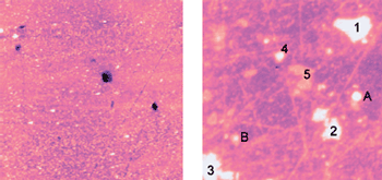 AFM Images of an AA2024-T3 alloy sample. Inter-metallic particles are visible as brighter areas (higher potentials) in the surface potential image (right). Topography (left) does not distinguish between the matrix and the inter-metallic particles. 60μm scans.