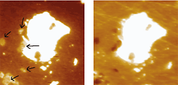 Surface Potential images of inter-metallic particles in AA2024-T3. The arrows point to the location of Mg-containing particles. (Left) before, and (right) after partially removing (about 1-2nm) the native oxide film by argon ion sputtering. 30μm scans.