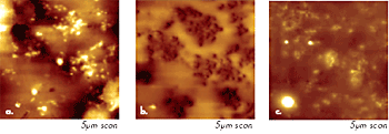 (a) Height image of thermoplastic vulcanizate obtained in tapping mode. (b) Phase image of the same location as in (a) obtained in electric force microscopy mode with a probe lift of 20nm. (c) Surface potential image of the same location as in (a).