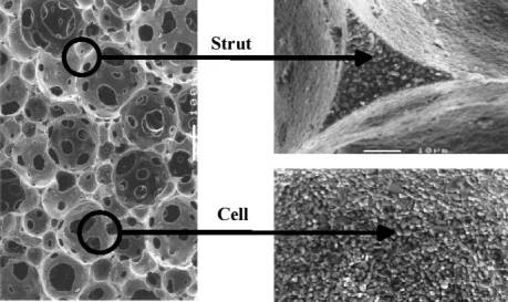 AZoM - Metals, ceramics, polymers and composites : Ceramic Foams – micrograph of a ceramic foam
