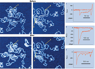 Lambda digest DNA,1µm scan, with force curves taken at three different, mouse-selected points (right). Different portions of the B-S transition are visible in the force curves.