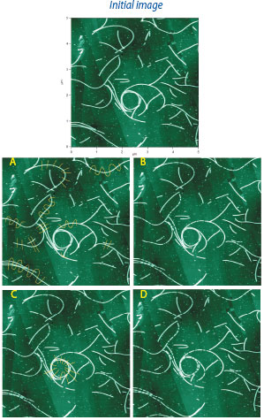 Cutting bacterial flagellum, 5µm scan, sample courtesy of Dr. Jim Cooper, UCSB.