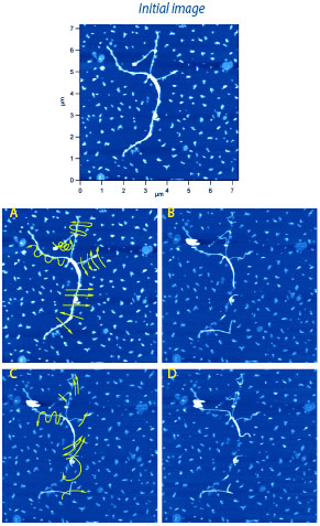 Cutting and pushing nanowires, 7.4µm scan.