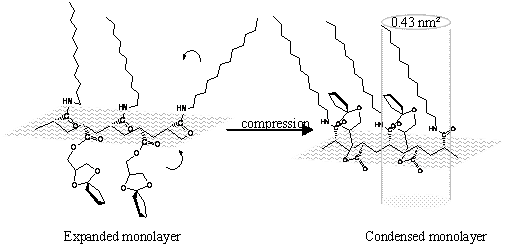 AZoJomo - The AZO Journal of Materials Online - The probable molecules orientation of pDDMA-DNMMA in the monolayer at the air/water interface.