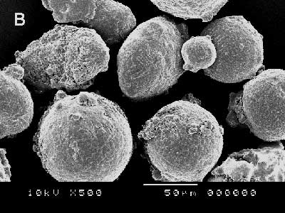 AZoJomo - The AZO Journal of Materials Online - Powder particle of Ni-20Cr. 70 µm particle size