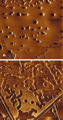 Successive phase images of poly(hexacyclodimethyl)siloxane at (a) 85ºC and (b) 90ºC. Heating induces formation of liquid islands within the amorphous polymers (a), which convert into arrays of small dots on additional heating (b). 10μm scans.