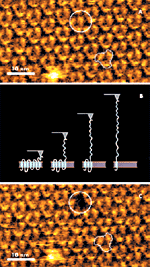 AFM out-of-plane nanomanipulation uses the AFM probe to image, pull a single biomolecule out of the plane of the sample while measuring the unfolding of the molecule, and image again to see the results (in this case, the removal of one molecule from an array).